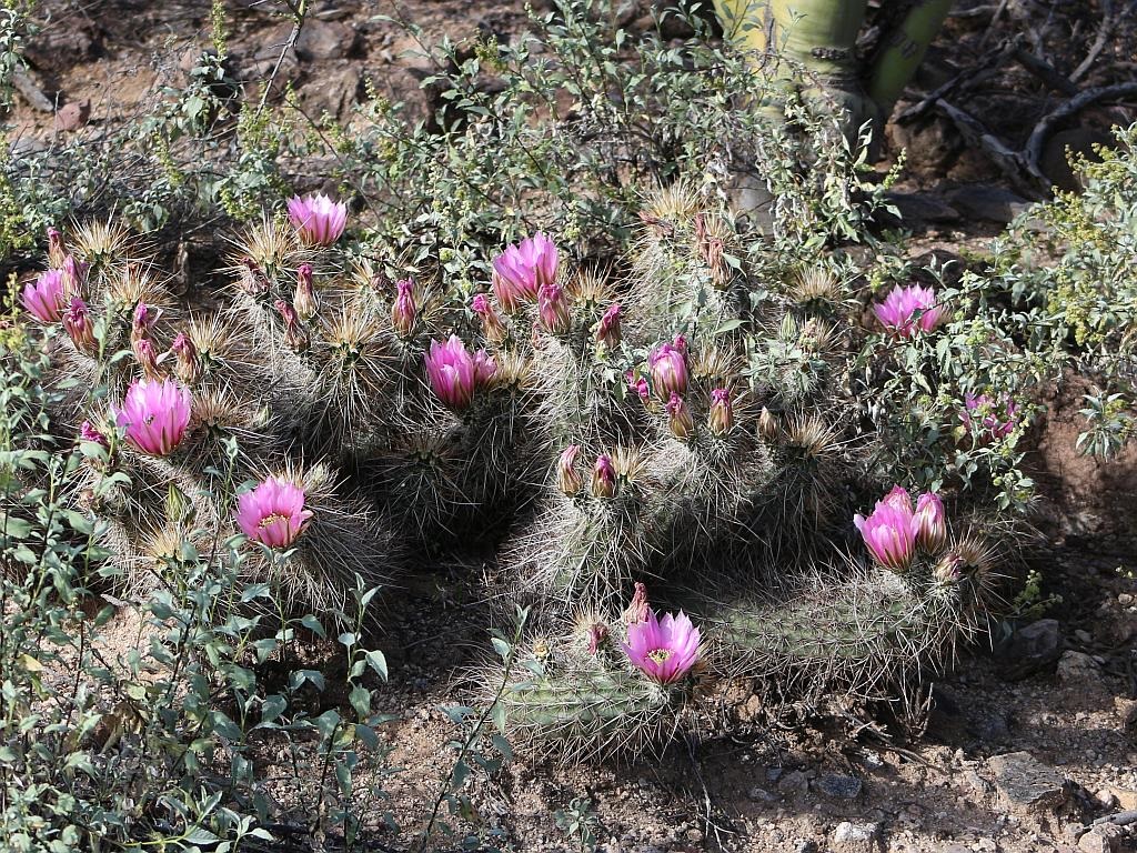 Upper Cactus