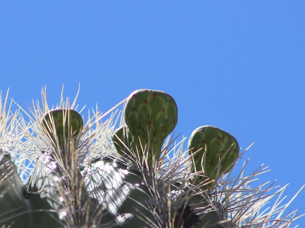 http://capnbob.us/blog/wp-content/uploads/2015/04/backlit-saguaro-buds.jpg