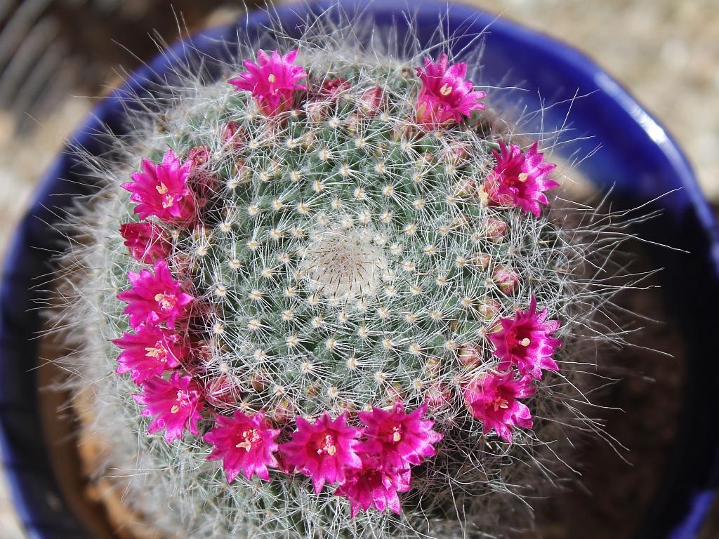 http://capnbob.us/blog/wp-content/uploads/2015/04/flower-circle.jpg