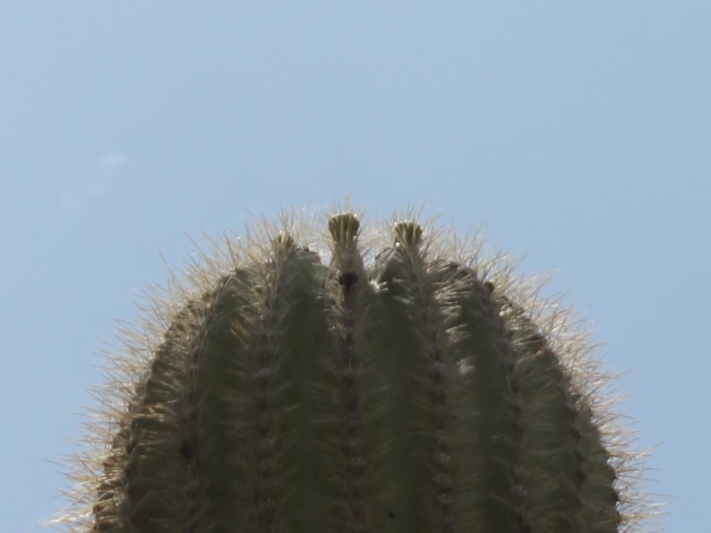 http://capnbob.us/blog/wp-content/uploads/2015/04/saguaro-flower-buds.jpg