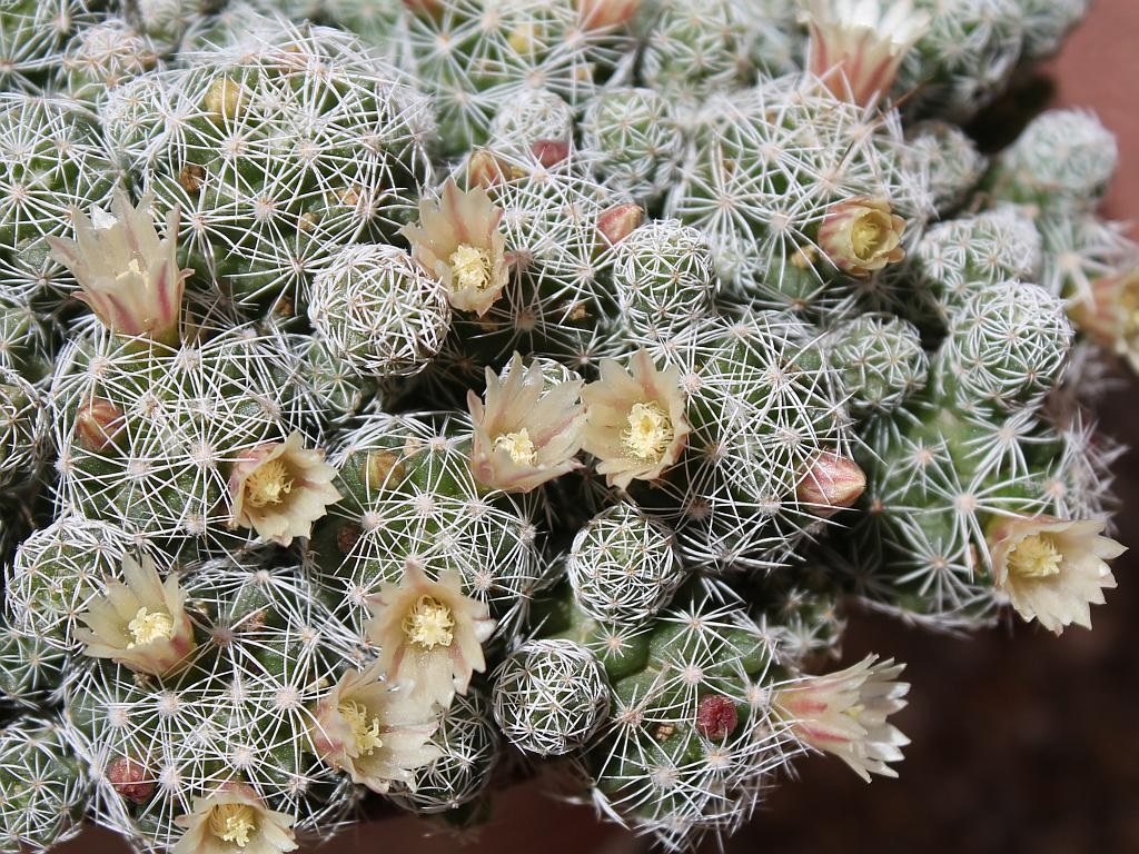 Thimble Cactus Flowers
