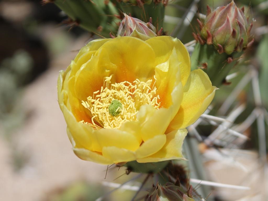 http://capnbob.us/blog/wp-content/uploads/2015/04/yellow-prickly-pear-flower.jpg