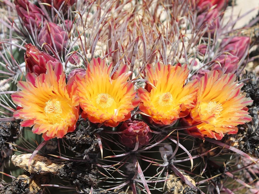 Barrel Cactus Flowers