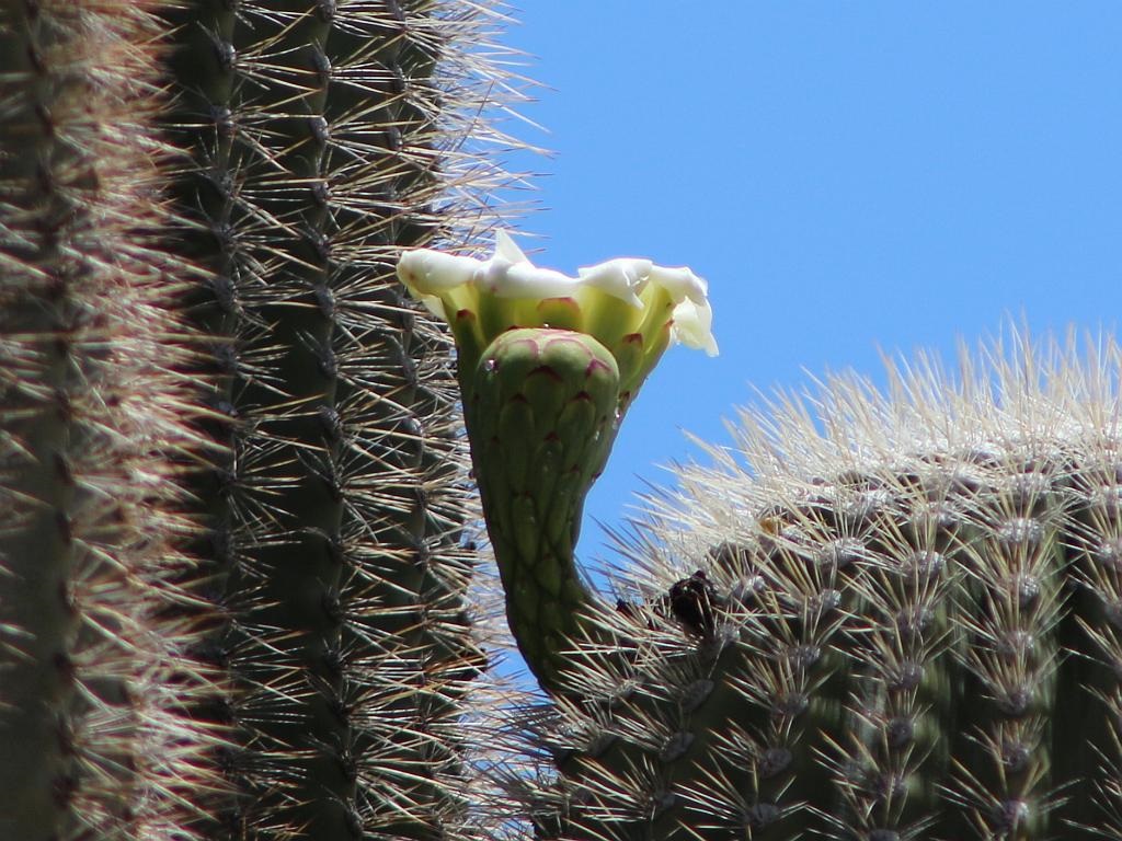http://capnbob.us/blog/wp-content/uploads/2015/05/first-saguaro-flower.jpg