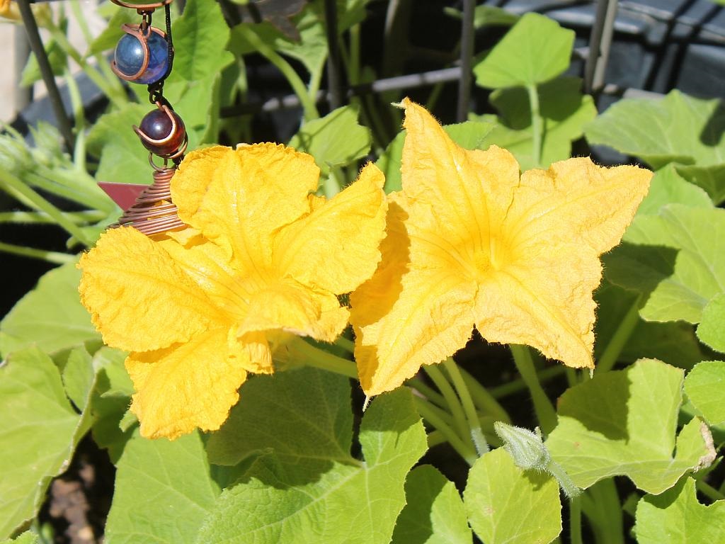 Pumpkin Flowers