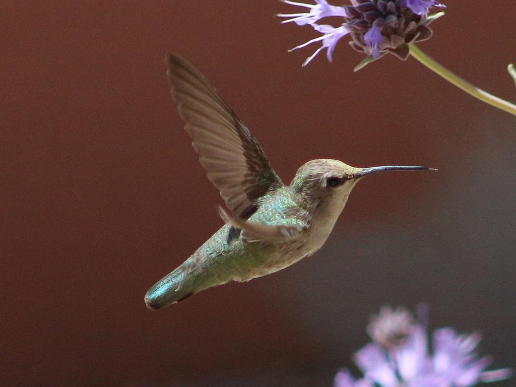 Sage and Hummingbird