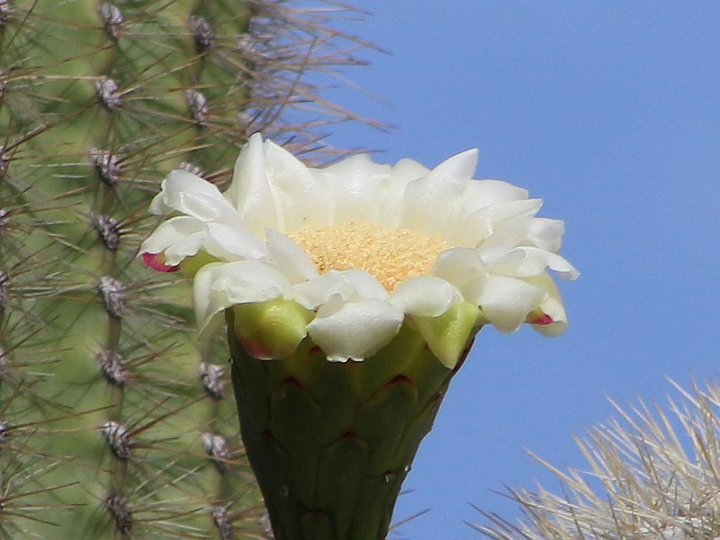 http://capnbob.us/blog/wp-content/uploads/2015/05/saguaro-flower.jpg