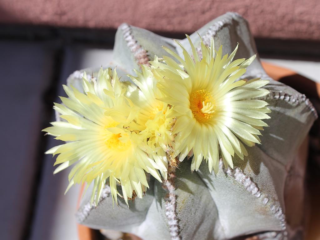 Bishop’s Cap Cactus Flowers