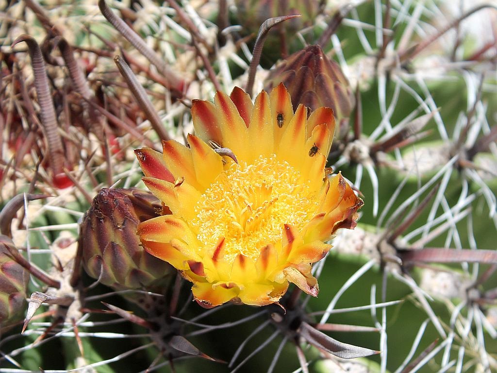 http://capnbob.us/blog/wp-content/uploads/2015/06/devils-tongue-barrel-cactus-flower.jpg