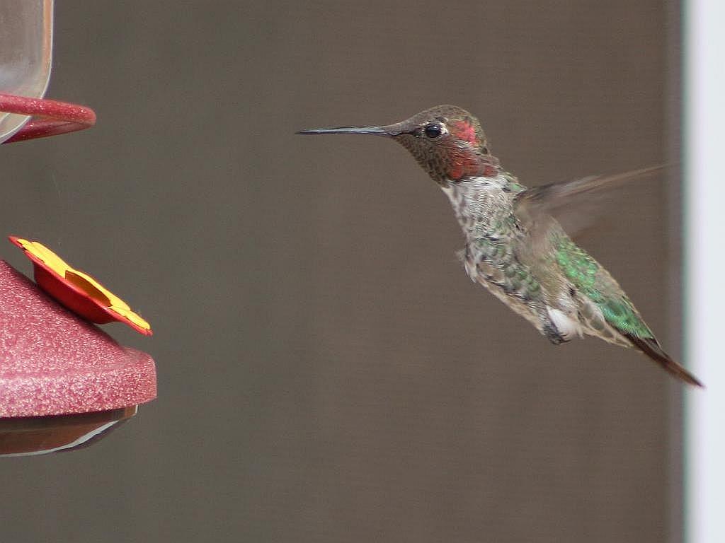 Hummer at the Feeder