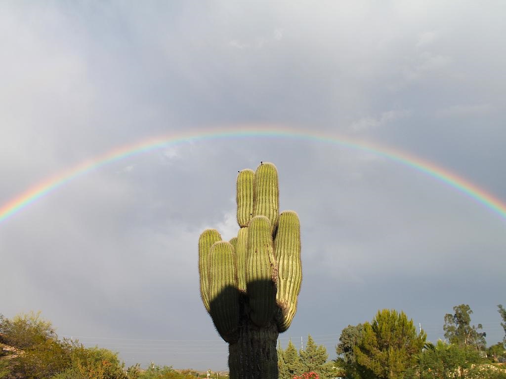 http://capnbob.us/blog/wp-content/uploads/2015/06/rainbow-saguaro.jpg
