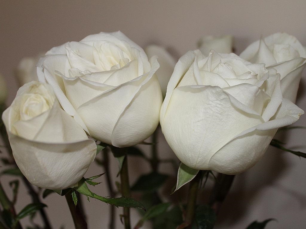 http://capnbob.us/blog/wp-content/uploads/2015/06/vendela-roses.jpg