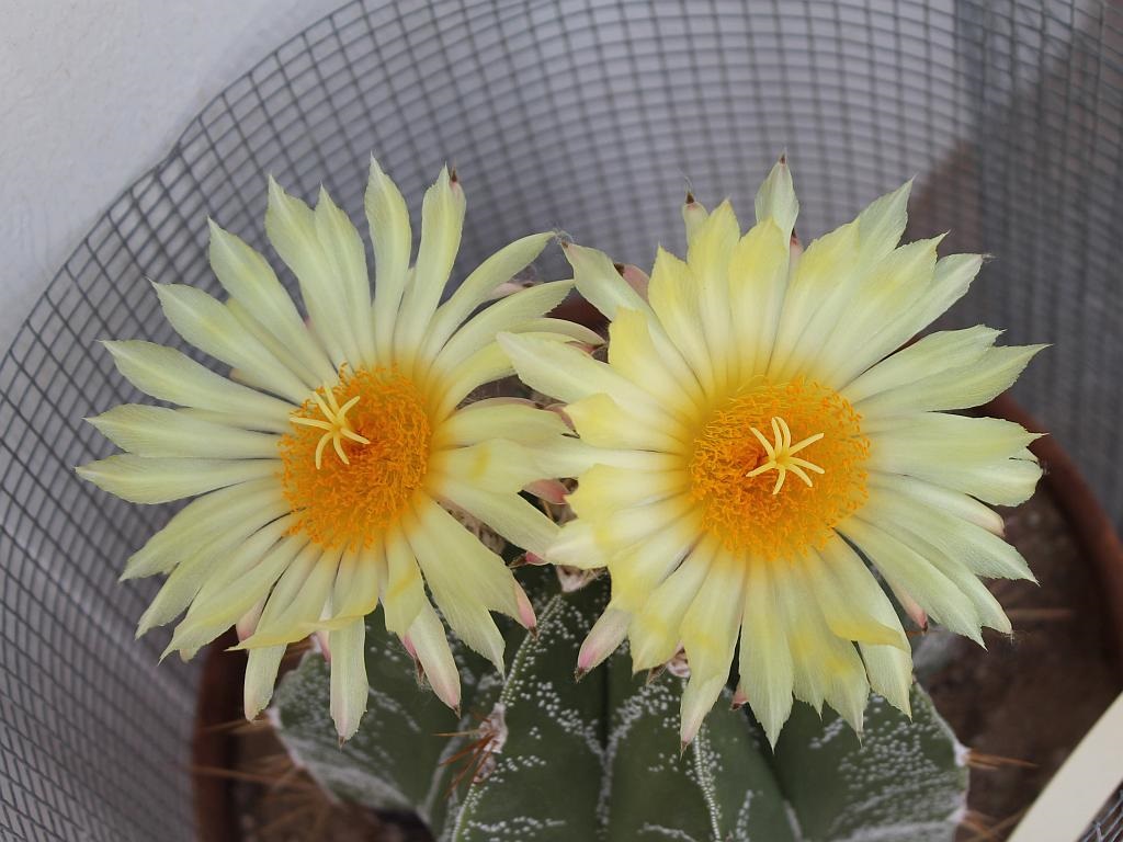 http://capnbob.us/blog/wp-content/uploads/2015/07/astrophytum-ornatum-flowers.jpg