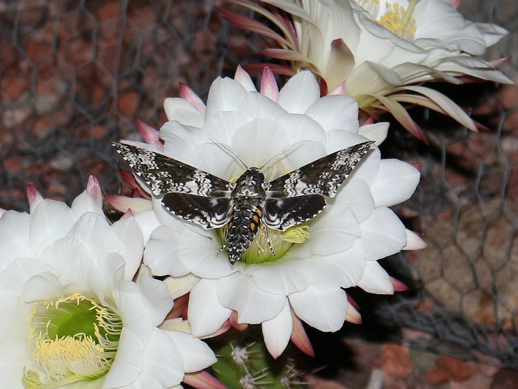 Sphinx Moth and Argentine Giant Flowers