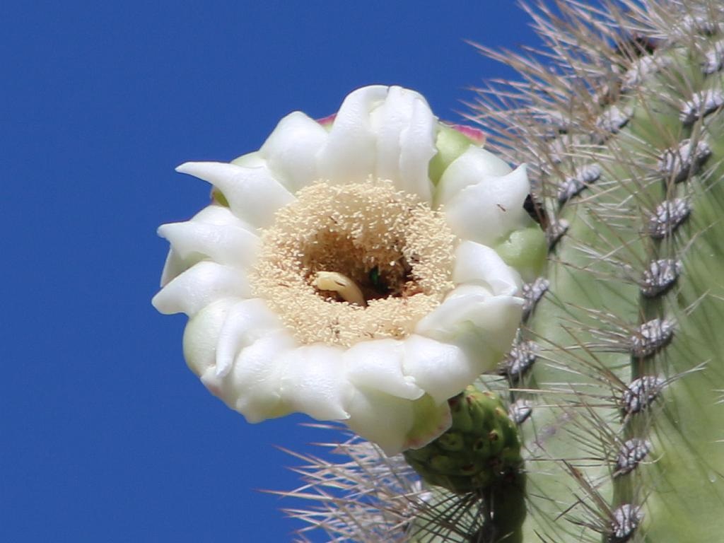 http://capnbob.us/blog/wp-content/uploads/2015/07/last-saguaro-flower.jpg