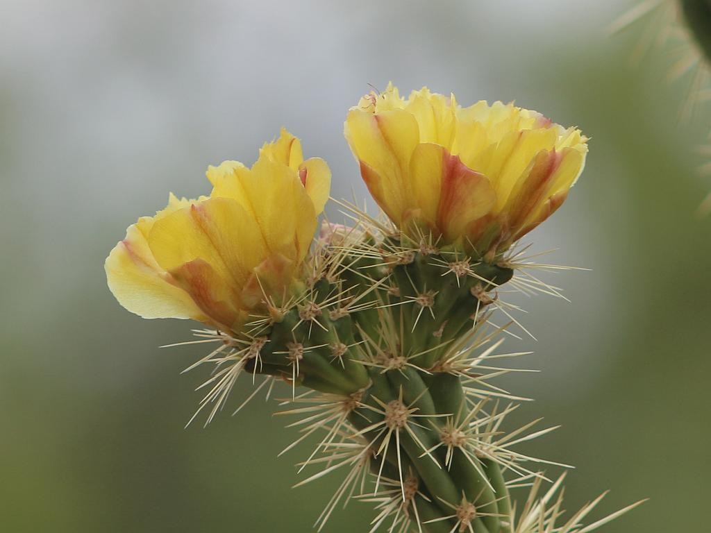 Cholla Flowers