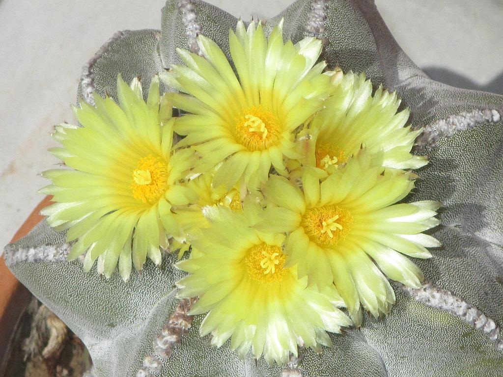 Bishop’s Cap Cactus Flowers
