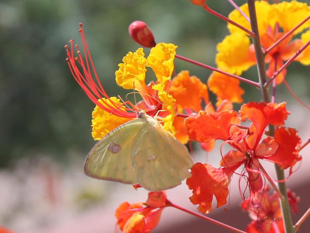 http://capnbob.us/blog/wp-content/uploads/2015/08/butterfly-red-bird-flower.jpg