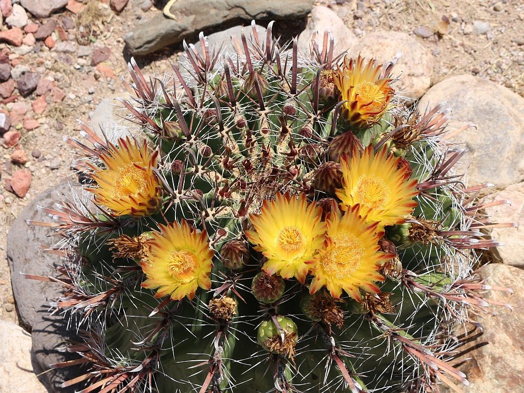 http://capnbob.us/blog/wp-content/uploads/2015/08/devils-tongue-cactus-flowers.jpg