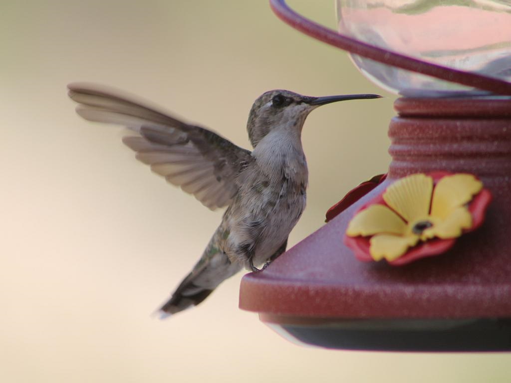 http://capnbob.us/blog/wp-content/uploads/2015/08/hummingbird-feeder.jpg