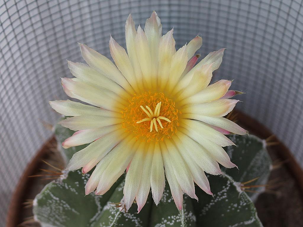 http://capnbob.us/blog/wp-content/uploads/2015/08/star-cactus-flower.jpg