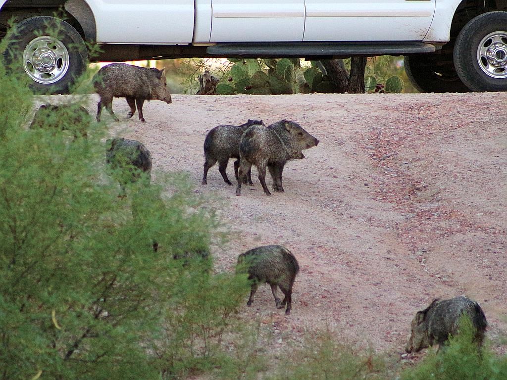 Local Javelina Herd