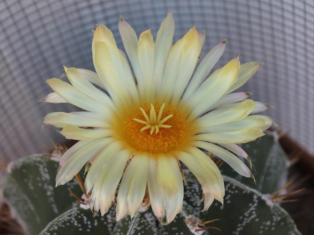 Star Cactus Flower
