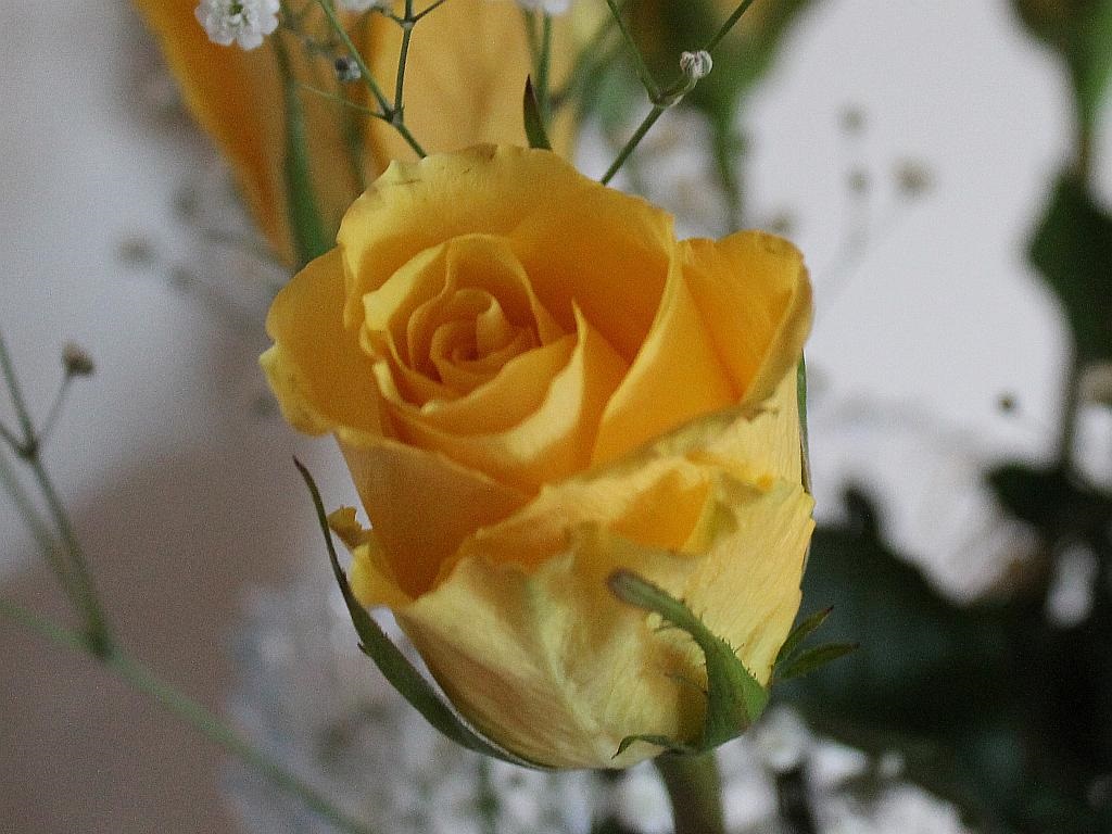 A Beautiful Yellow Rosebud