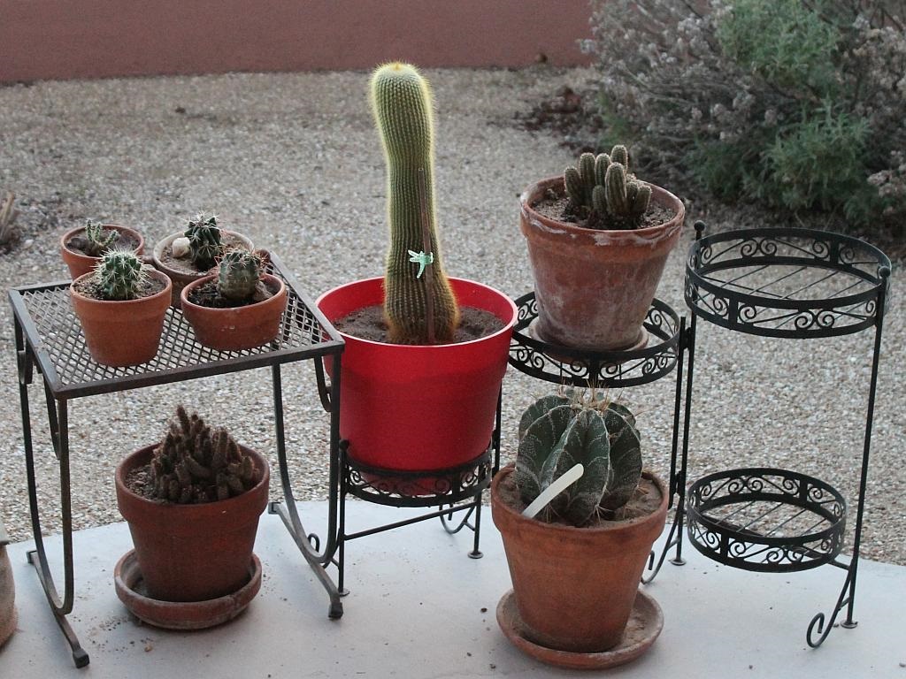 http://capnbob.us/blog/wp-content/uploads/2015/11/potted-cacti.jpg