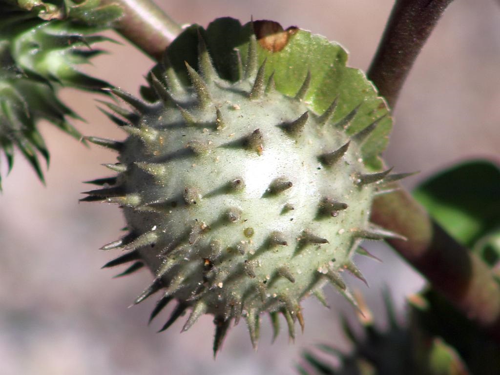 http://capnbob.us/blog/wp-content/uploads/2015/11/sacred-datura.jpg