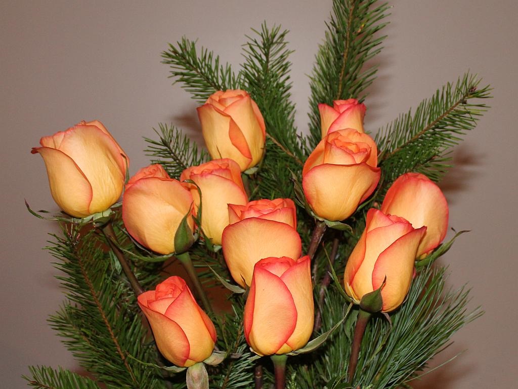 http://capnbob.us/blog/wp-content/uploads/2015/12/christmas-rose-bouquet.jpg