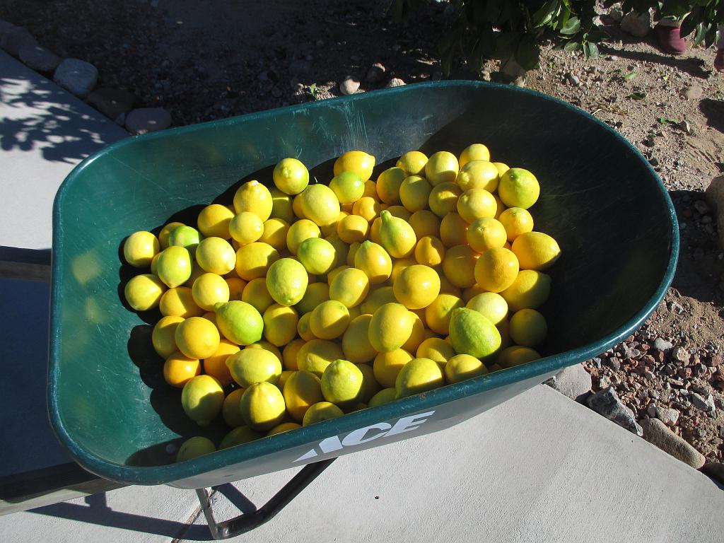 http://capnbob.us/blog/wp-content/uploads/2015/12/lemon-harvest.jpg