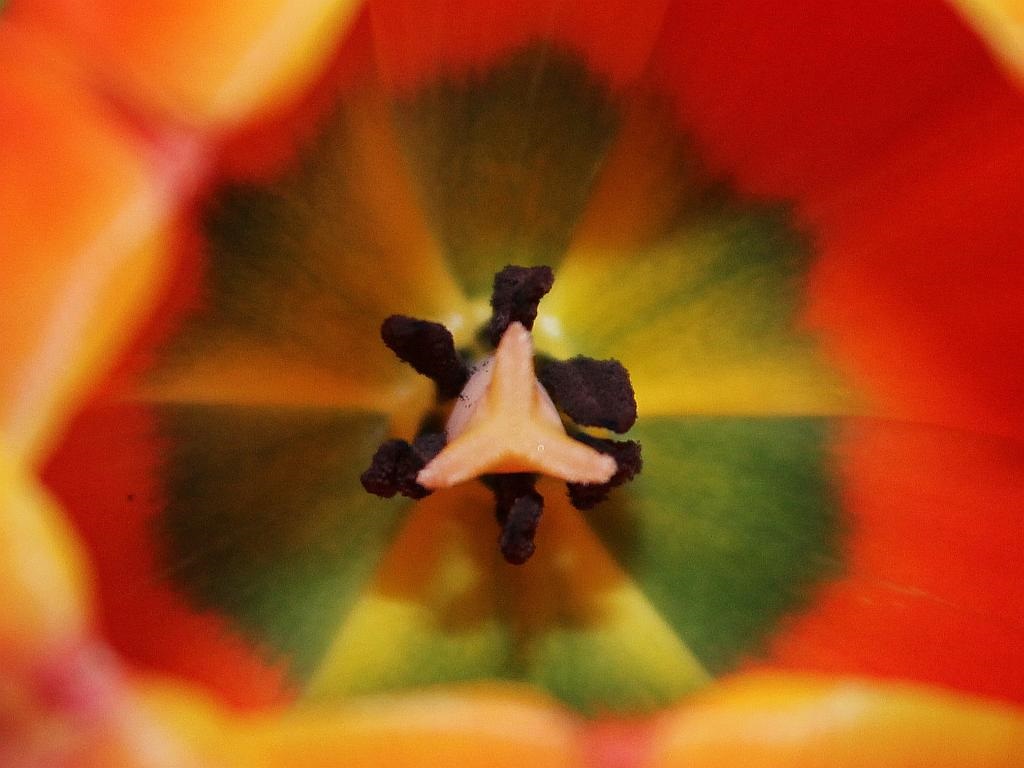 Kaleidoscope Tulip