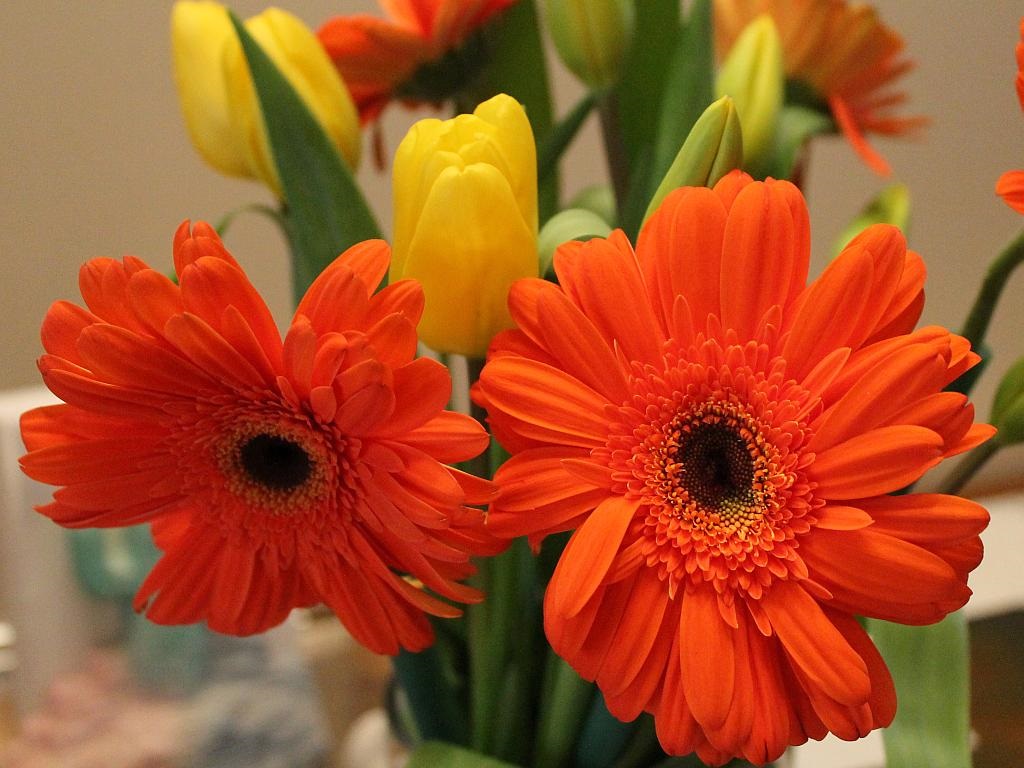 http://capnbob.us/blog/wp-content/uploads/2016/02/gerberas-and-tulips.jpg