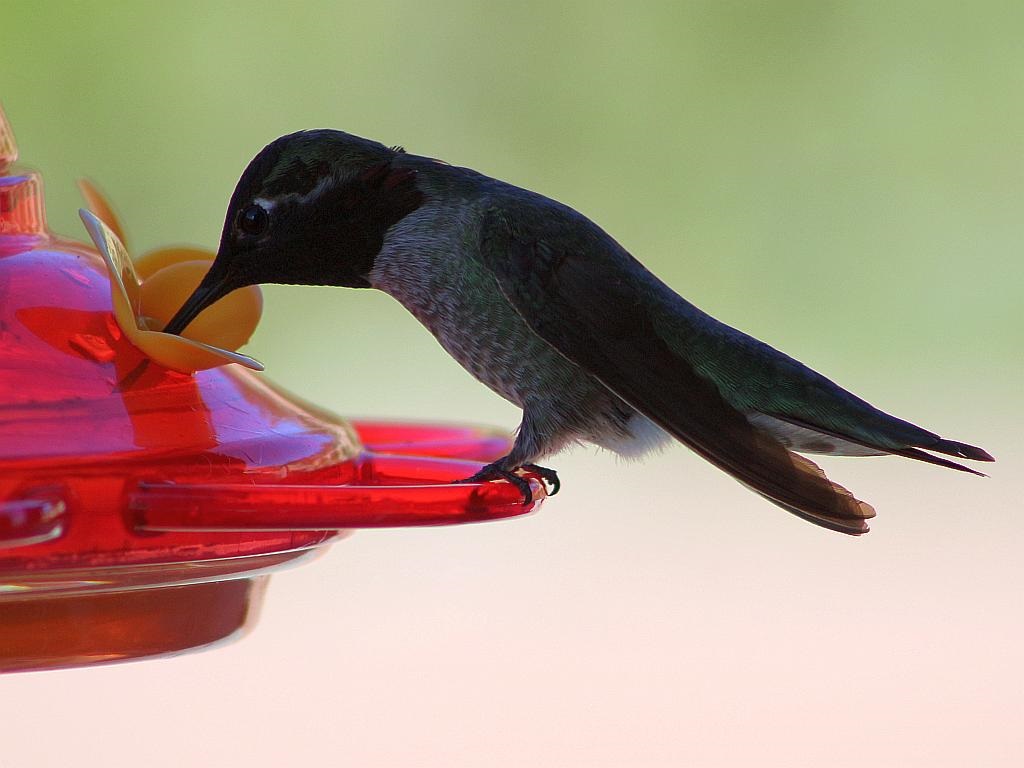 http://capnbob.us/blog/wp-content/uploads/2016/02/hummingbird-feeder.jpg