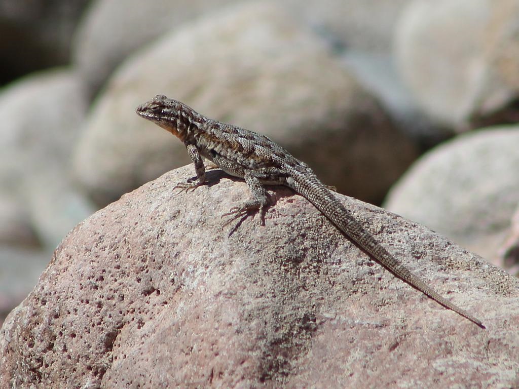 Lizard Sunning on a Rock