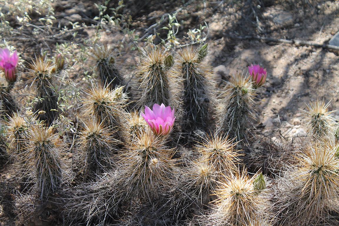 Hidden Hedgehog Cactus