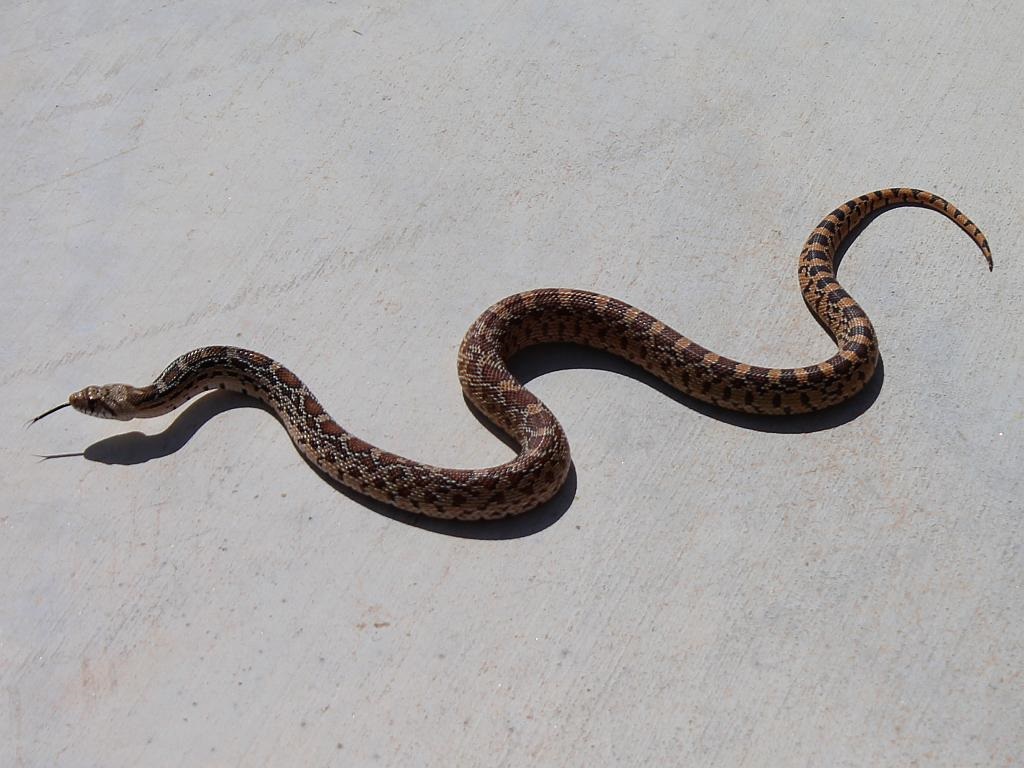 Young Gopher Snake