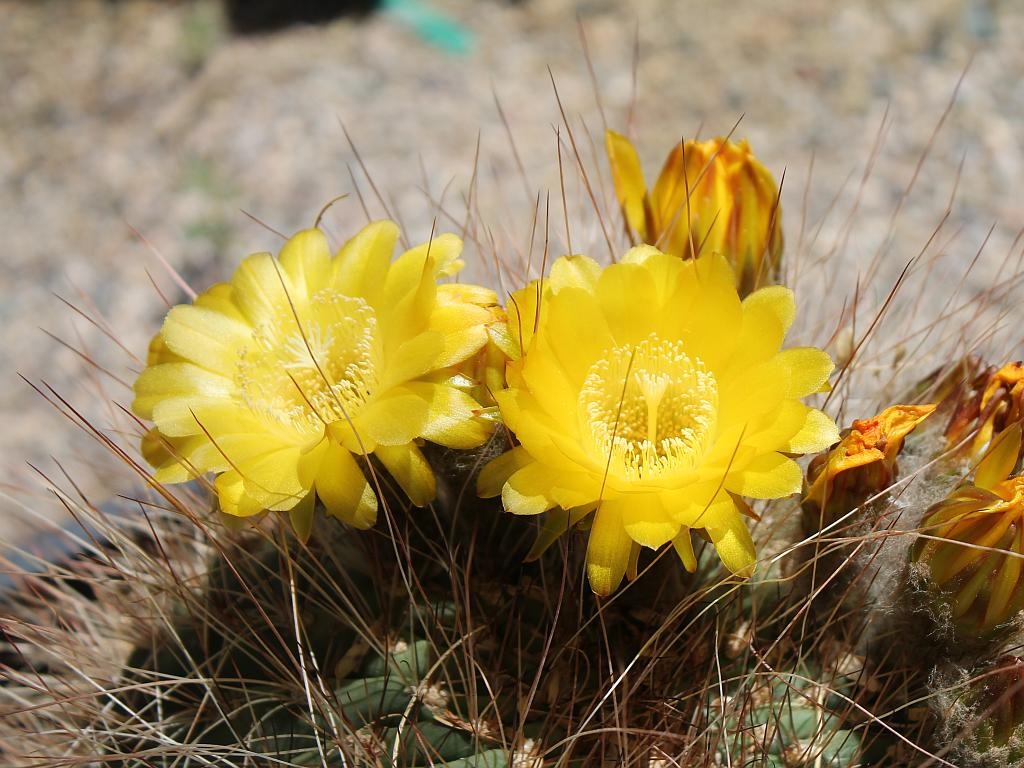 Yellow (Generic Barrel) Cactus Flower