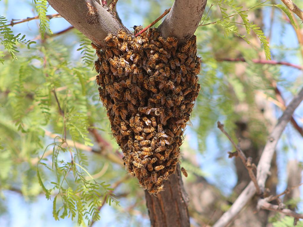 http://capnbob.us/blog/wp-content/uploads/2016/04/bee-swarm.jpg
