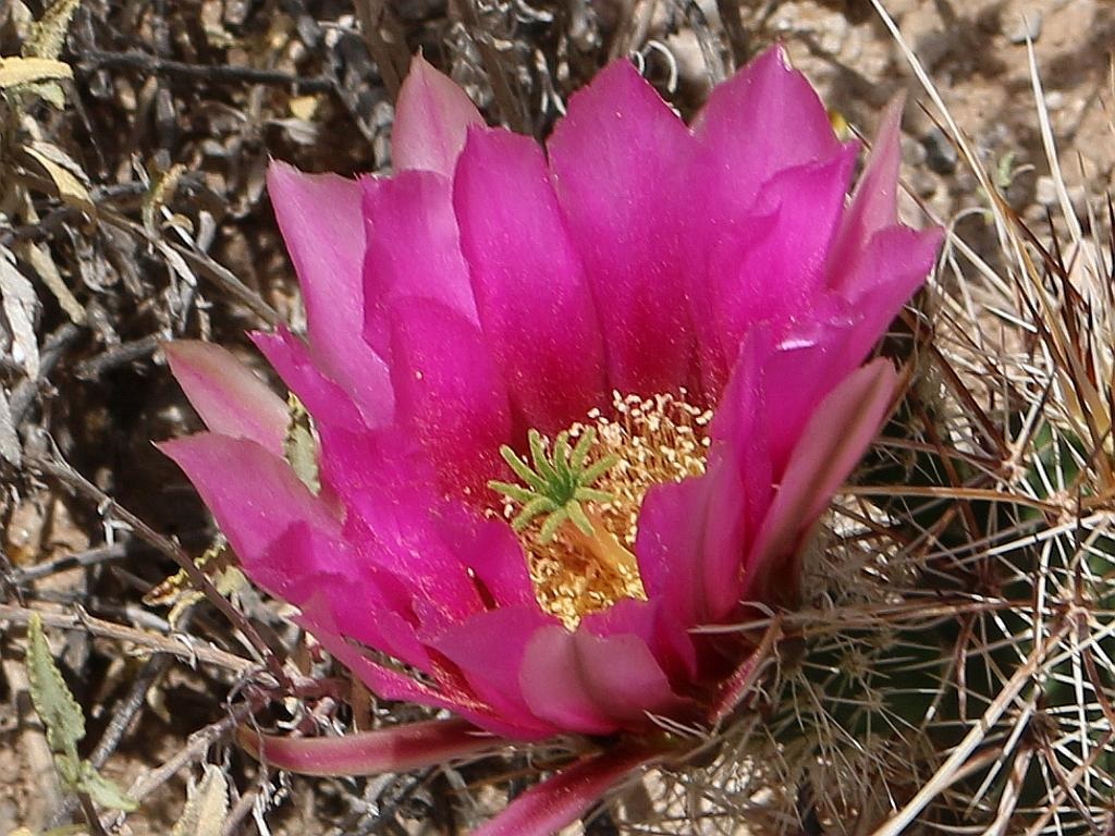 http://capnbob.us/blog/wp-content/uploads/2016/04/pink-hedgehog-cactus-flower.jpg