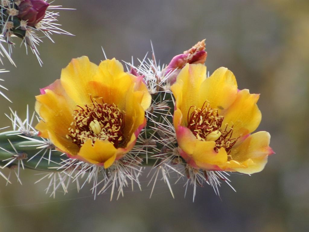 Two Cholla Flowers
