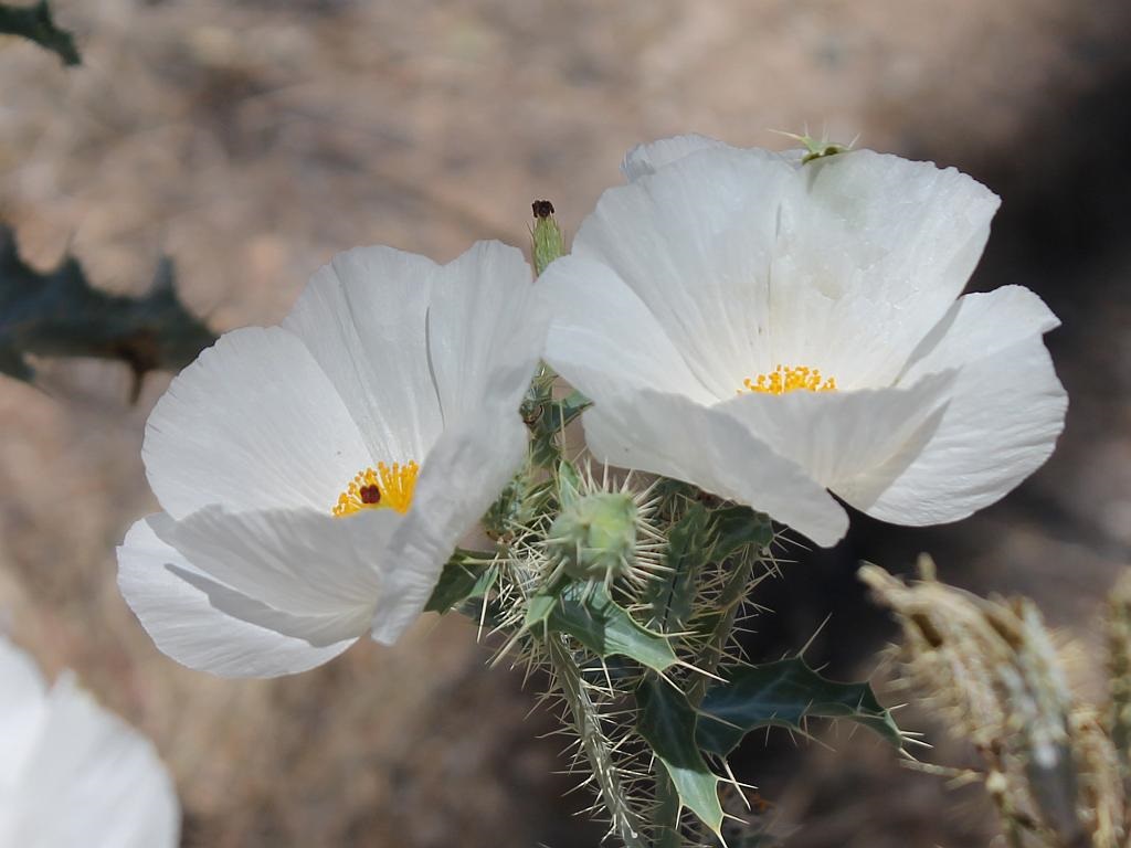 http://capnbob.us/blog/wp-content/uploads/2016/05/desert-wildflower.jpg