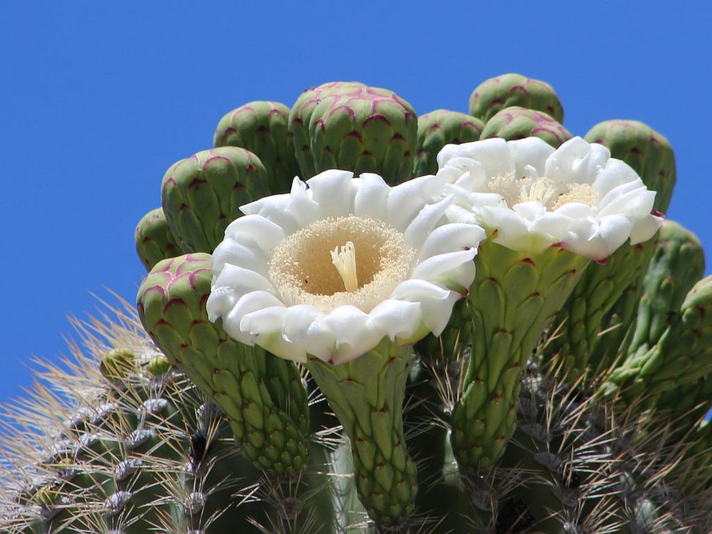 http://capnbob.us/blog/wp-content/uploads/2016/05/more-saguaro-flowers.jpg