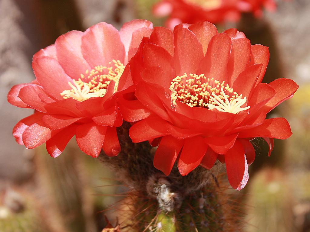 Red Torch Cactus Flowers