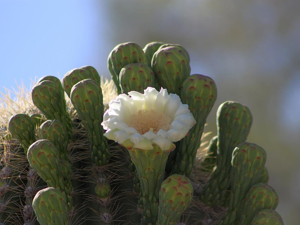Saguaro Flower and Buds