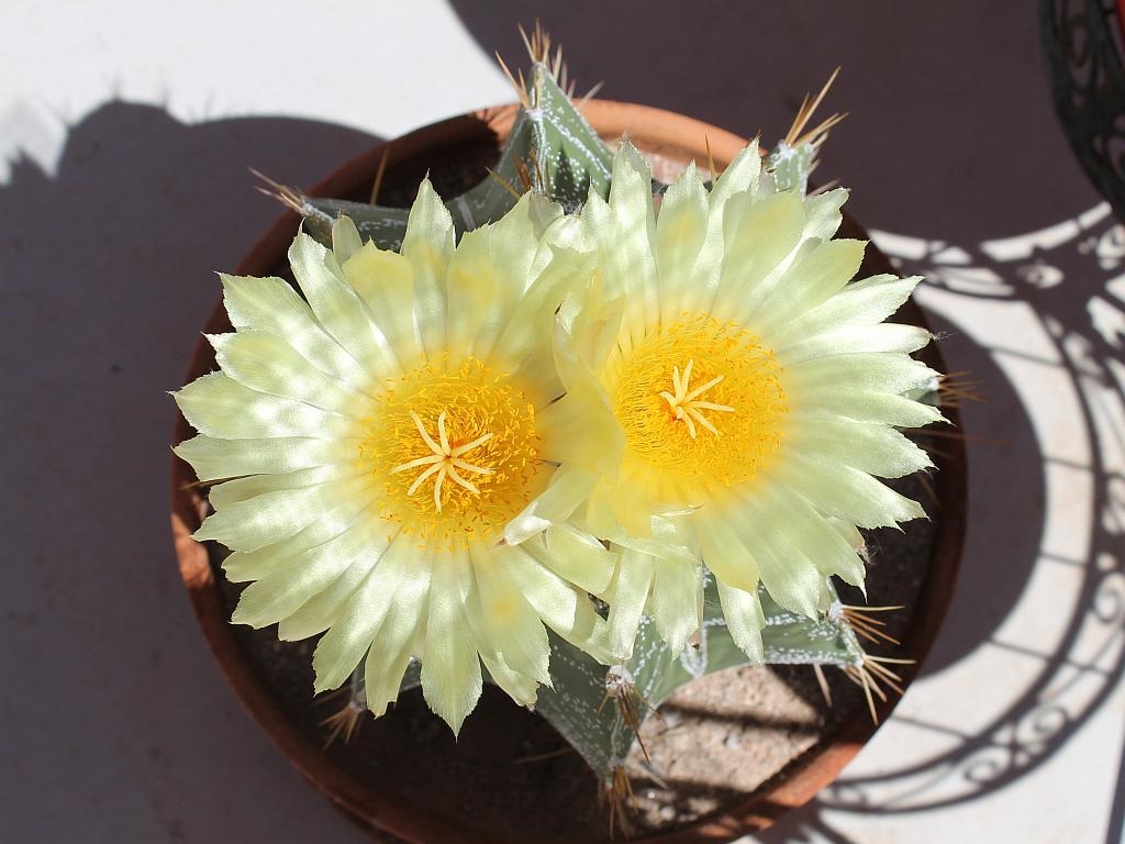Astrophytum Cactus Flowers