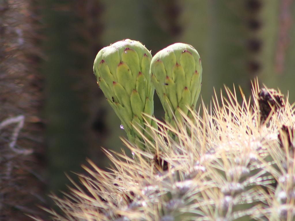 Saguaro Flower Buds