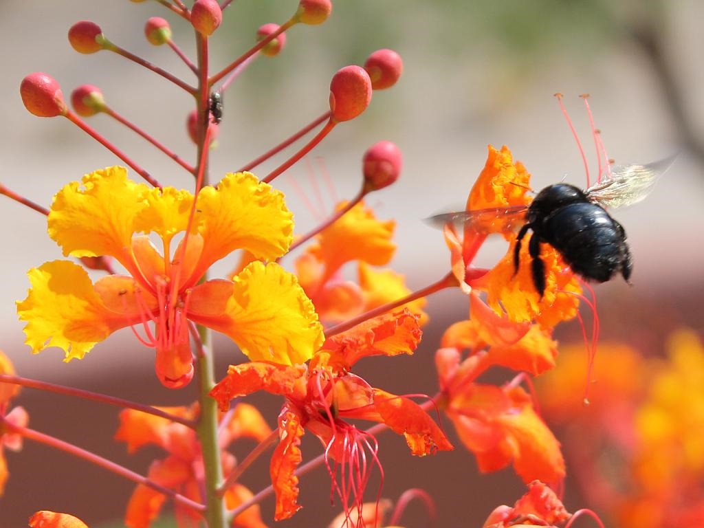 Black Bee Pollinator