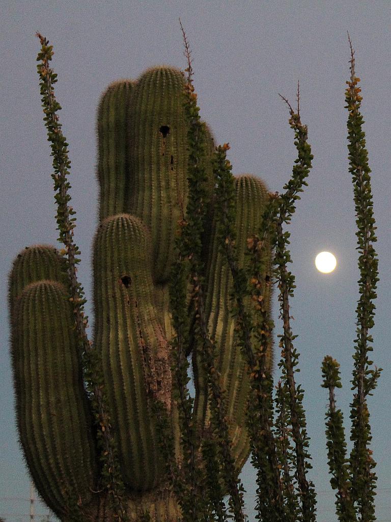 Harvest Moon over Arizona